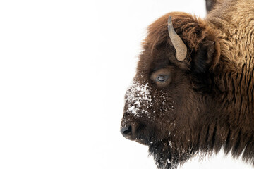 american bison isolated