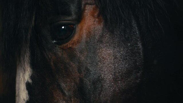 Heartening visuals unfold with a horse leisurely dining in the stable