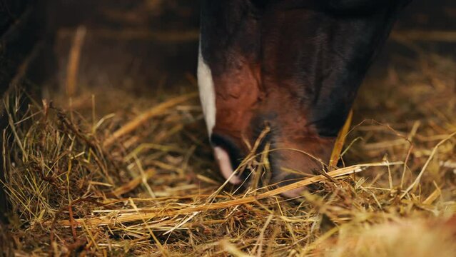 Hidden details illuminated as a horse enjoys eating in its stable