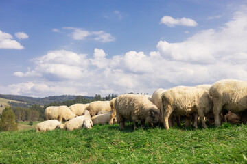 Fototapeta premium Sheeps in a meadow on green grass. Flock of sheep grazing in a hill. European mountains traditional shepherding in high-altitude fields. Farming outdoor.