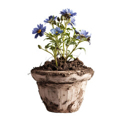 spring flower in a pot