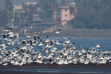 Flock of different species of gulls at Akshi Beach ,Alibag, Maharashtra, India
