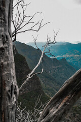 Górskie ścieżki na Maderze, widok na spalone drzewa 