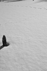 La Plaine 4 Février 2024 - N&B