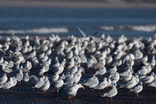Flock of different species of gulls at Akshi Beach ,Alibag, Maharashtra, India