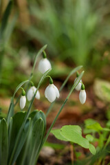 Snowdrops in the garden