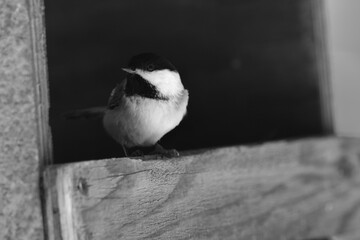 La Plaine 4 Février 2024 - N&B