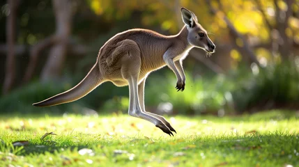 Fotobehang A realistic portrayal of a kangaroo mid-hop, captured with perfect timing and precision  © Wajid
