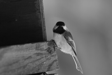 La Plaine 4 Février 2024 - N&B