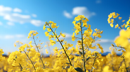 Landscape of a summer day in a field with yellow flowers and blue sky. Nature. Flowers.