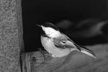 Obraz premium La Plaine 4 Février 2024 - N&B