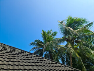 Fototapeta na wymiar A roof covered in black shingles with palm leaves on the side against a blue sky.