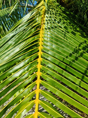 Close up of deep green palm leaves in the sun.