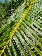 Close up of deep green palm leaves in the sun.