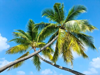 Obraz premium Tropical palm trees against the deep blue sky of the Maldives.