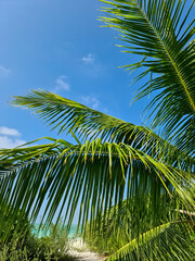 Fototapeta premium Tropical palm trees against the deep blue sky of the Maldives.