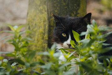 Gato acechando entre plantas