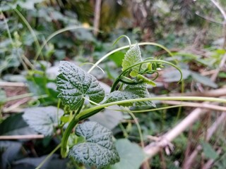 green moss in the garden