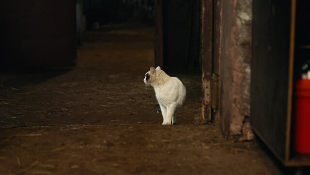 Leisurely moments captured with a lonely cat wandering in a horse stable