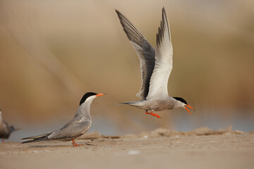 White cheeked tern pair perched on the ground performing mating ritual