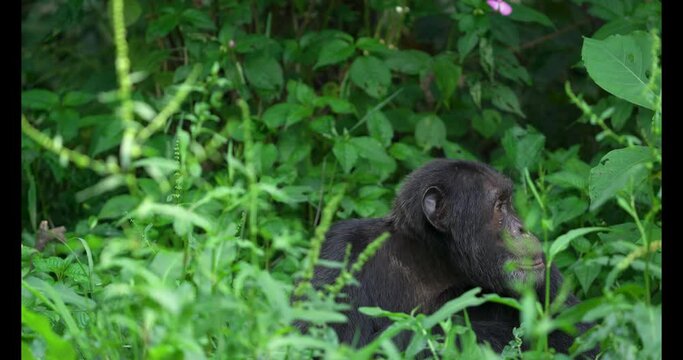 Group of chimpanzee in Kibale national forest. Rare chimp in the forest. Safari in Uganda. 