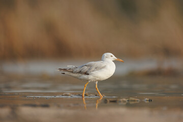 slender-billed gull perched on the ground against smooth background