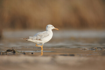 slender-billed gull perched on the ground against smooth background