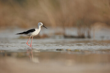 Black winged stilt isolated against blur background