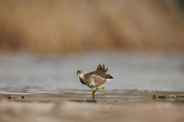 Marsh hen or moorhen isolated against blur background