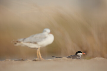 Selective focus - white cheeked tern perched on the ground