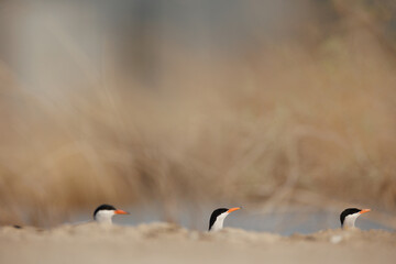 White cheeked terns perched on the ground - creative focus photo.