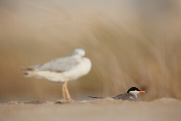 Selective focus - white cheeked tern perched on the ground
