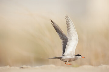 White cheeked tern taking off from the ground.