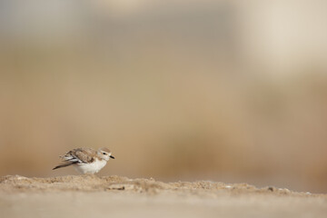 Kentish plover isolated against blur background.