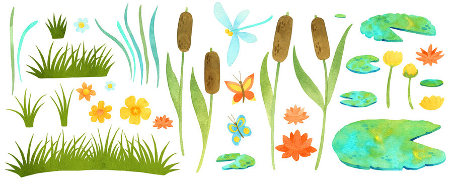 Pond plants watercoolor illustration with reeds, water lilies and grass clipart.