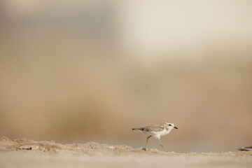 Kentish plover isolated against blur background.
