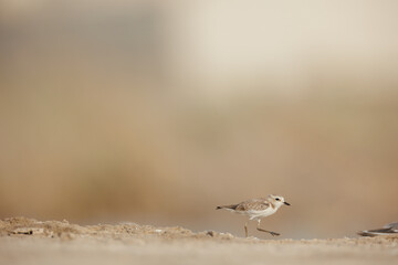 Kentish plover isolated against blur background.