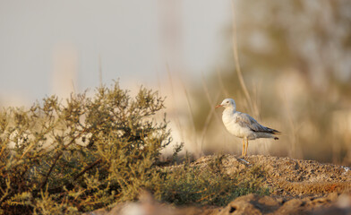 slender-billed gull perched on the ground against smooth background