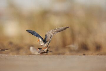 White cheeked tern pair perched on the ground performing mating ritual