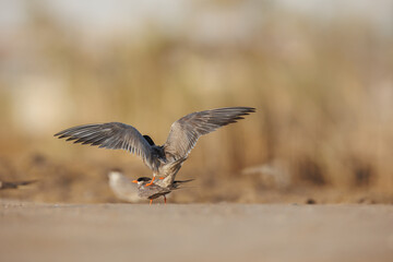 White cheeked tern pair perched on the ground performing mating ritual.