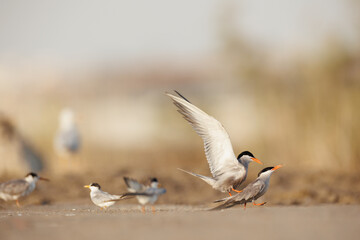 White cheeked tern pair perched on the ground performing mating ritual