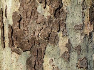 Tree Bark of an old Tree