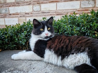 A black cat lying down and resting