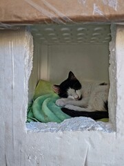cat sleeping in its nest made of styrofoam