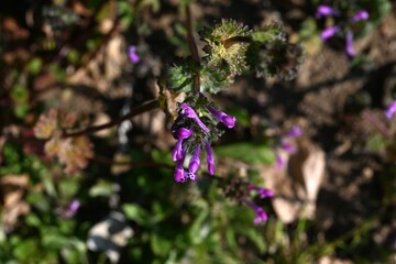 Henbit flowers. Lamiaceae annual plants.A weed often seen on roadsides in spring, it blooms small red-purple lip-shaped flowers.