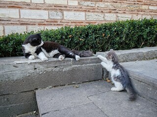 cat playing with its mother