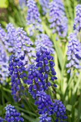 Muscari Armeniacum or Blue Grape Hyacinth