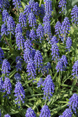 Muscari Armeniacum or Blue Grape Hyacinth