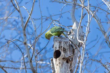 loro verde vigilando su nido en un arbol