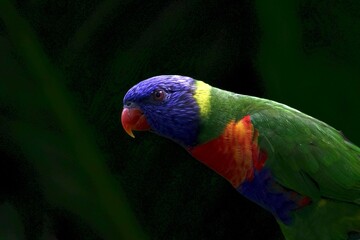 Rainbow lorikeet, lorikeet colorful parrot close up on black background, 